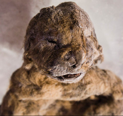 Detected the double lion's body 12,000 years intact