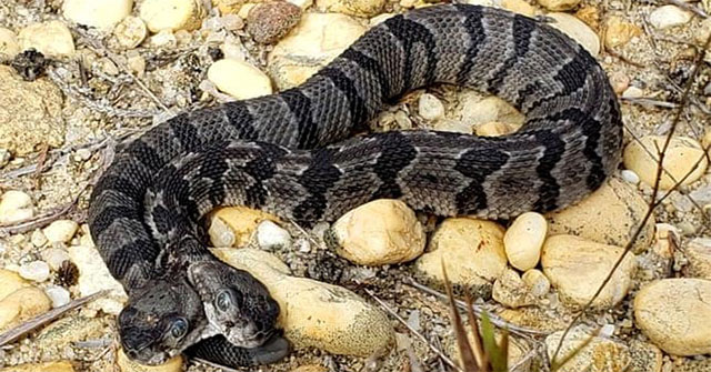 Detected two-headed rattlesnakes in the US