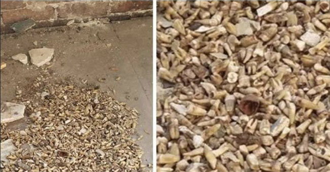 Detecting 1,000 human teeth in the walls of ancient buildings in America