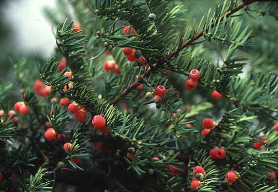 Detecting 50 ha of red pine in Bidoup-Nui Ba National Park