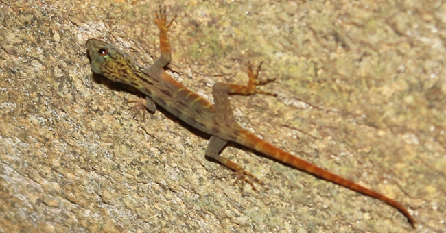 Detecting 700 endemic yellow gecko individuals only in Vietnam