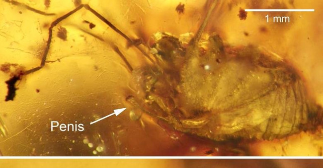 Detecting 99 million years old spider in mating posture