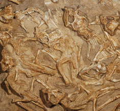 Detecting a baby dinosaur nest in Mongolia