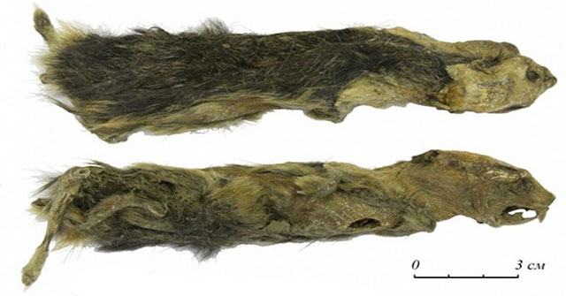 Detecting a frozen mouse body 41,300 years intact
