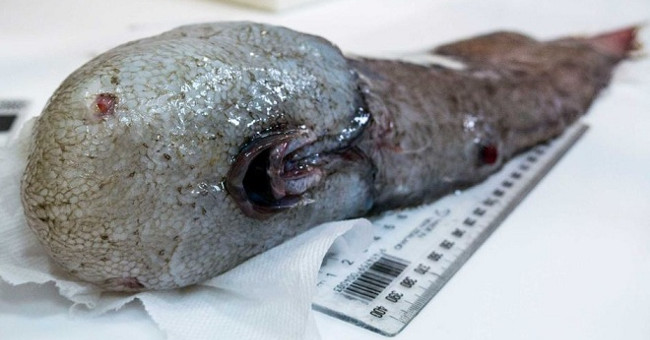 Detecting a monstrous non-surface creature in the deep sea