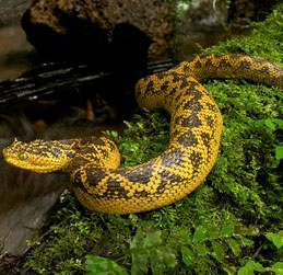 Detecting a poisonous snake with horns