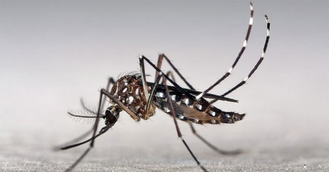 Detecting a range of active ingredients with antiviral effect Zika