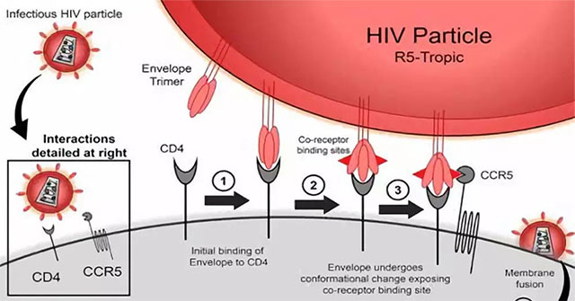 Detecting a second gene mutation linked to resistance to HIV