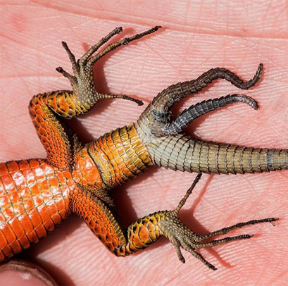 Detecting a three-tailed lizard