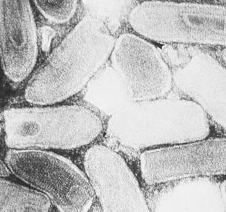 Detecting a virus can cure cancer effectively