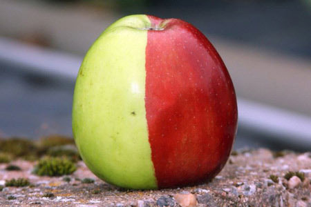 Detecting a 'witch' apple with blue and red colors