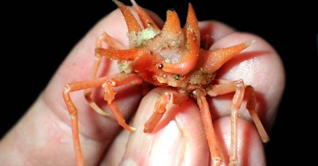 Detecting alien creatures under the seabed of Indonesia