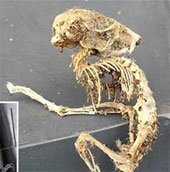 Detecting an abnormal monster skeleton