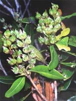 Detecting ancient flora of the same time as dinosaurs
