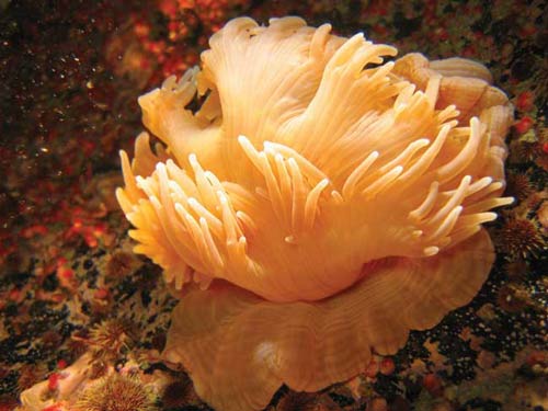 Detecting anemones can move