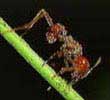 Detecting ant species to swim