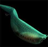 Detecting aquatic ancestors of vertebrates