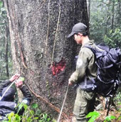Detecting bile trees with diameter
