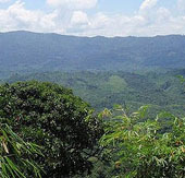 Detecting cancer cell kill substance in a forest tree