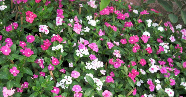 Detecting cancer curing agents in plants growing in Vietnam