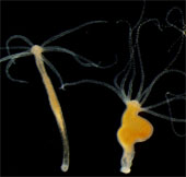 Detecting cancer in primitive animals