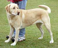 Detecting cancer thanks to ... dogs