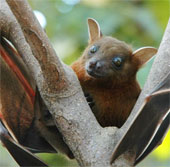 Detecting cells helps bats navigate in space