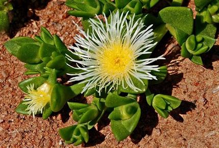 Detecting chewing plants to reduce stress, hunger