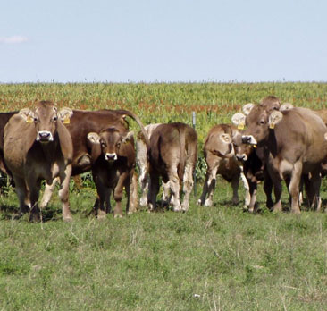 Detecting clues to prevent tuberculosis in cattle