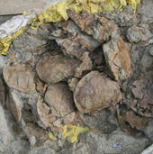 Detecting collective dead turtle fossils