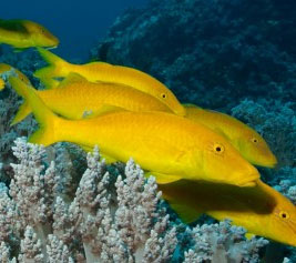 Detecting collective predatory fish