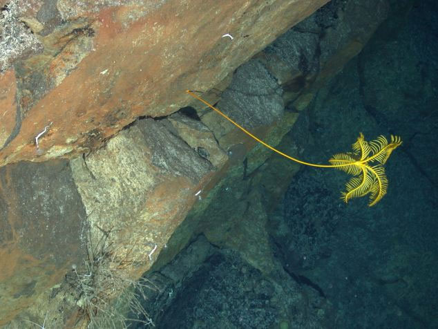 Detecting concussions about 20 species of strange creatures in Antarctica