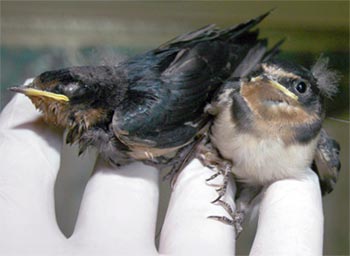 Detecting conjoined twins