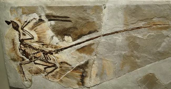 Detecting dandruff in dinosaur fossils 125 million years