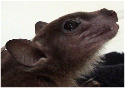 Detecting deadly virus in the bat