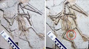 Detecting dinosaur fossils with eggs