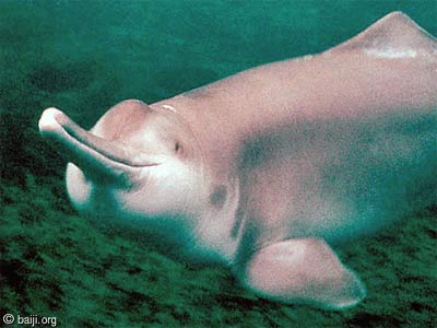Detecting dolphins Yangtze river