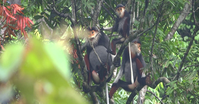 Detecting dozens of white and black-cheeked gibbon flocks in Quang Binh