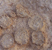 Detecting dozens of zooplankton dinosaur eggs