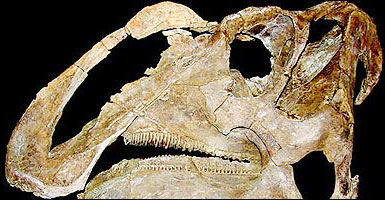 Detecting duckbill dinosaurs with 800 teeth