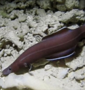 Detecting eels 'living fossils' in the Pacific Ocean