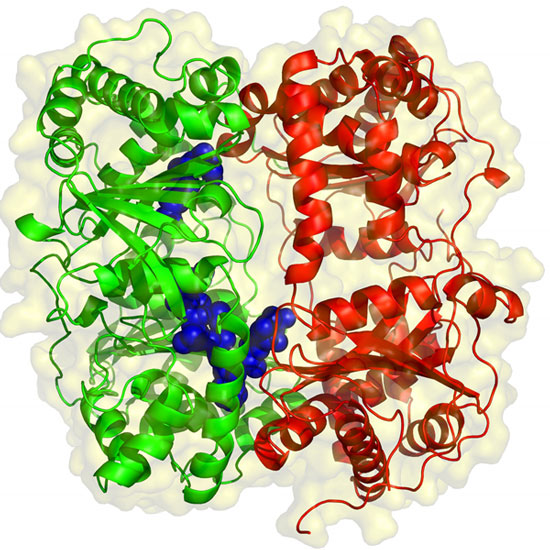 Detecting enzymes that can absorb useful energy