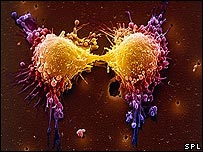 Detecting 'executioners' of cancer cells