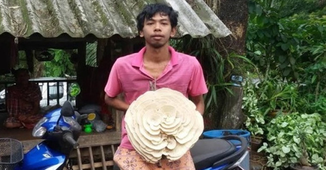 Detecting exotic mushrooms with extremely toxic white roses