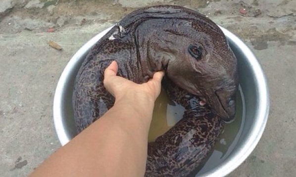 Detecting exotic rare fish in Nam Dinh