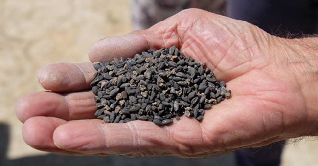 Detecting exotic seeds located 2,000 years in the tomb