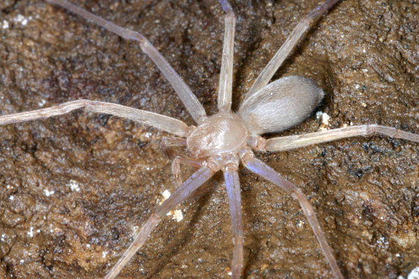 Detecting eyeless spiders