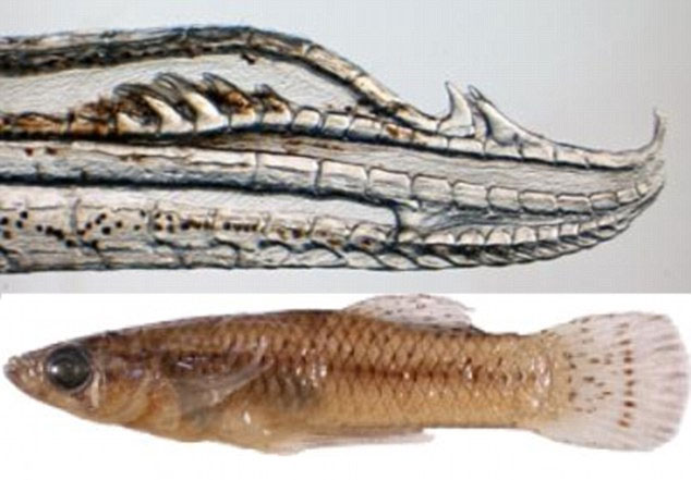 Detecting fish species capable of
