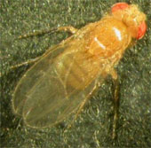Detecting flies also suffers from depression