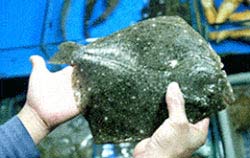 Detecting flounder containing antibiotics